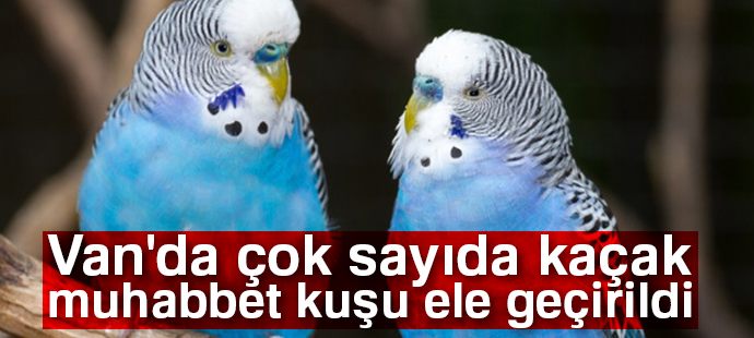 Jandarma yol kontrolünde 630 kaçak muhabbet kuşu ele geçirdi
