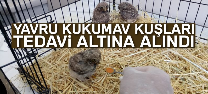 Yavru kukumav kuşları tedavi altına alındı