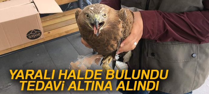  Jandarmanın yaralı bulduğu Şahin tedavi altına alındı