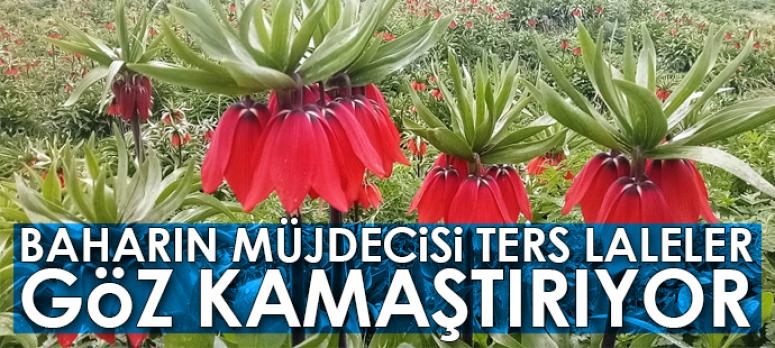 Baharın müjdecisi Ters Laleler göz kamaştırıyor