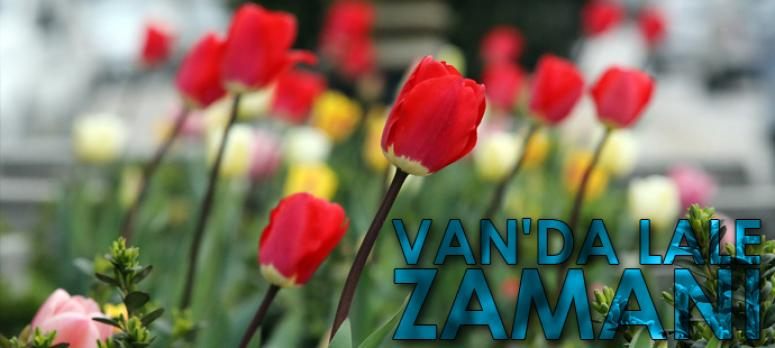Van