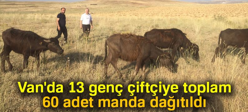 Genç çiftçilere manda dağıtımı