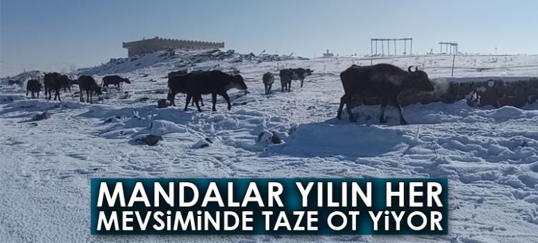 Mandalar yılın her mevsiminde taze ot yiyor