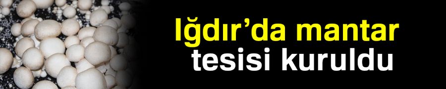Iğdır