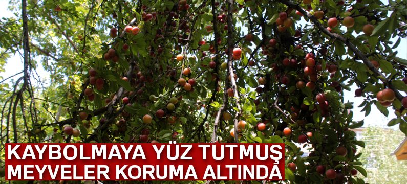 Kaybolmaya yüz tutmuş meyveler koruma altına alındı