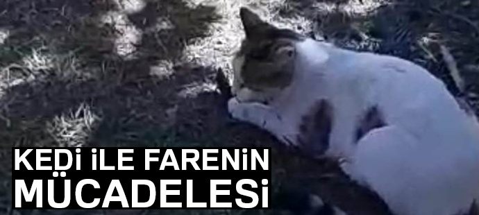 Kedi fareyle böyle oynadı
