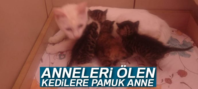 Anneleri ölen kedilere 