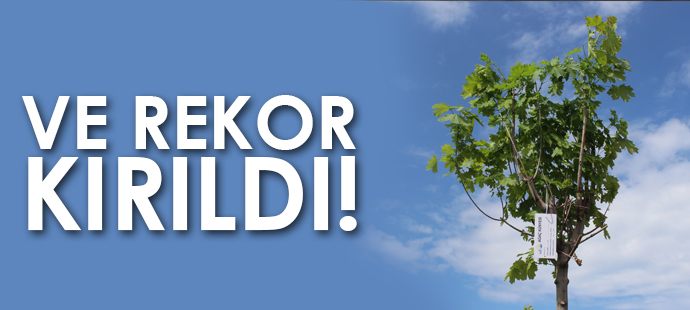 Anneleri için ağaç diken çocuklar rekorlar kitabına girdi