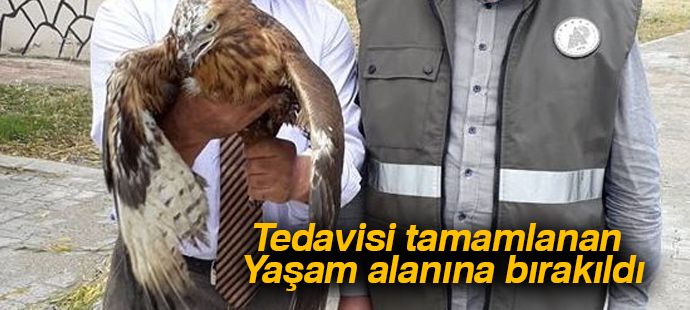 Tedavisi tamamlanan Kızıl Şahin yaşam alanına bırakıldı