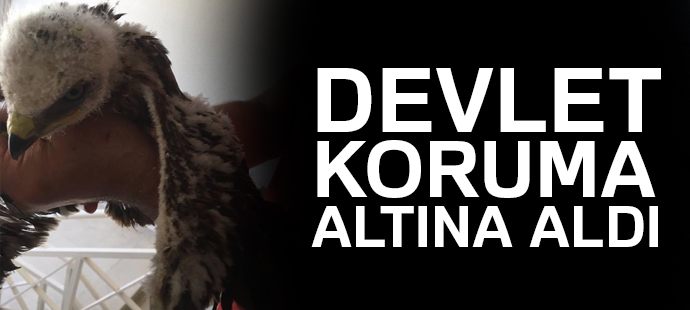 Yuvadan düşen kızıl şahine devlet koruması