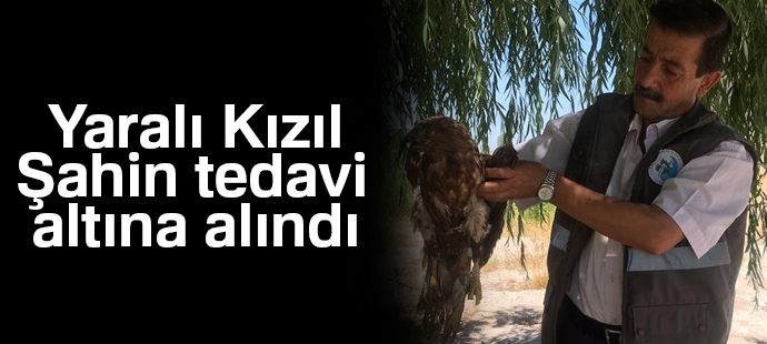 Yaralı Kızıl Şahin tedavi altına alındı
