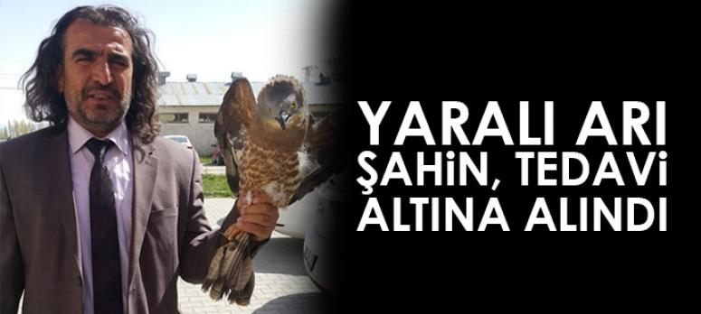 Yaralı Arı Şahin, tedavi altına alındı