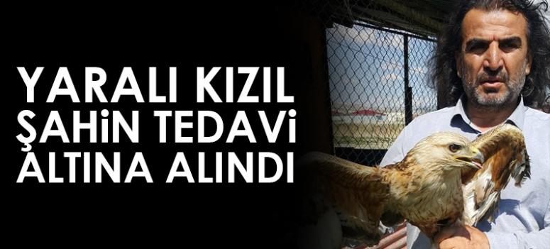 Yaralı kızıl Şahin tedavi altına alındı