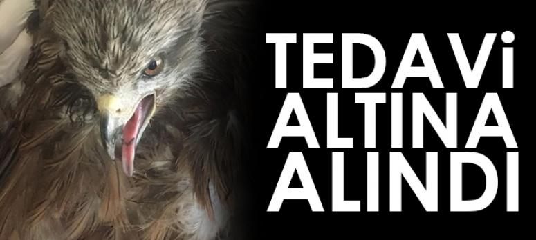 Yaralı Arı Şahin tedavi altına alındı