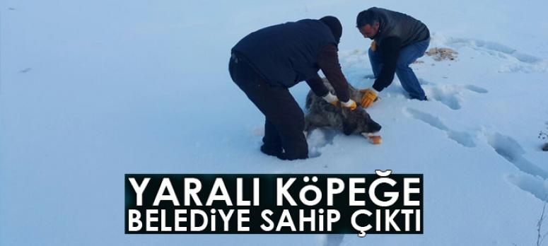 Yaralı köpeğe belediye sahip çıktı