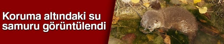 Koruma altındaki su samuru görüntülendi