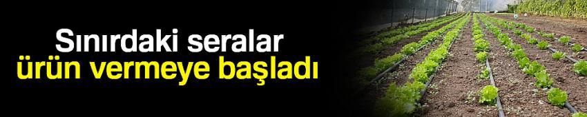 Sınırdaki seralar ürün vermeye başladı