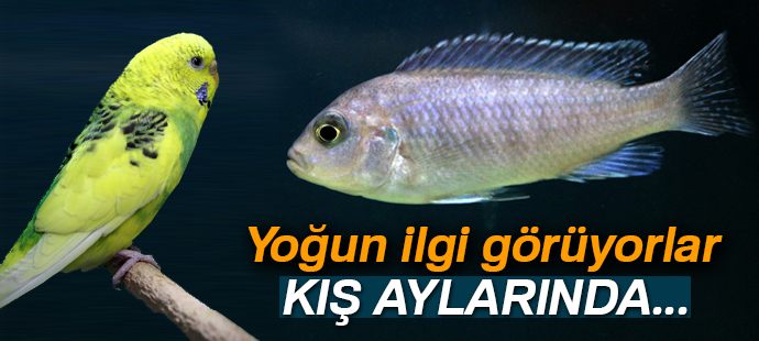 Kış aylarında pet shoplara yoğun ilgi