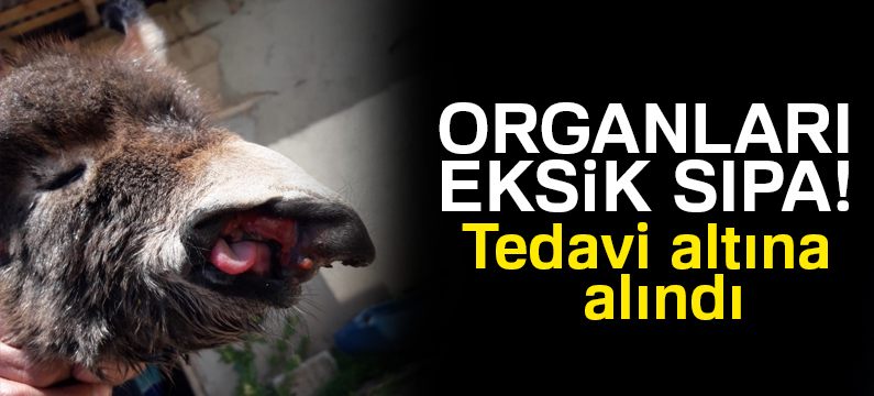 Organları eksik olan ve yol kenarına terk edilen sıpa tedavi altına alındı