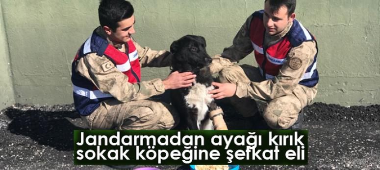 Jandarmadan ayağı kırık sokak köpeğine şefkat eli