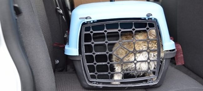 Yaralı kedi tedavi altına alındı