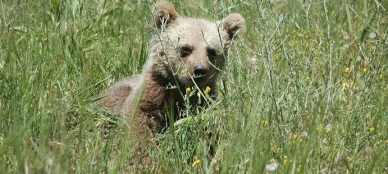 Yavru ayıya 
