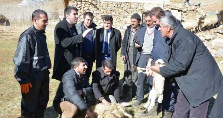 Çatak