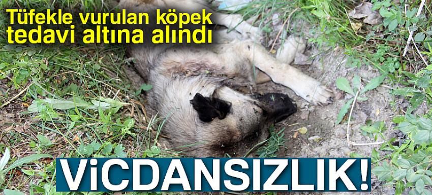 Tüfekle vurulan köpek tedavi altına alındı