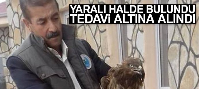 Yaralı Kızıl Şahin tedavi altına alındı