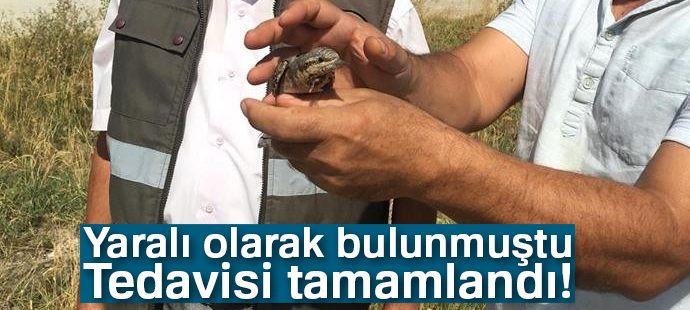 Tedavisi tamamlamam Boyunçeviren kuş yaşam alanına bırakıldı