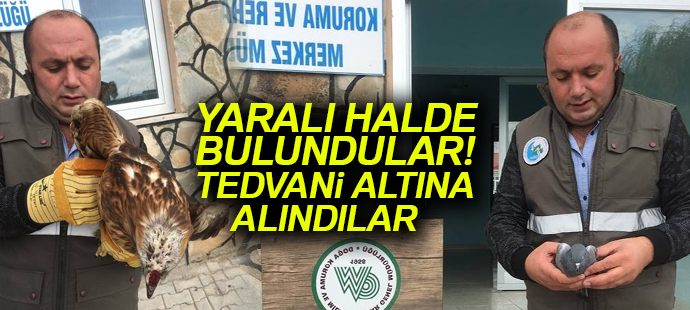 Kızıl şahin ve kaya güvercini tedavi altına alındı