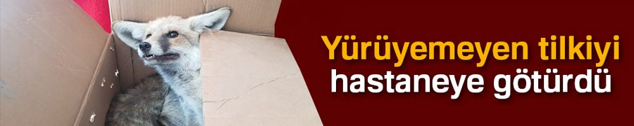 Yürüyemeyen tilkiyi hastaneye götürdü