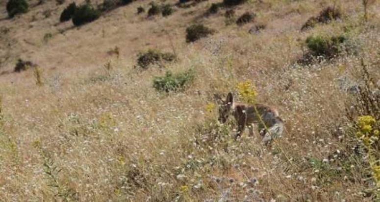 Tedavi edilen tilki, doğal ortamına bırakıldı
