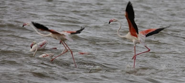  Flamingolar Van