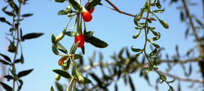 Mutluluk meyvesi goji berry Van