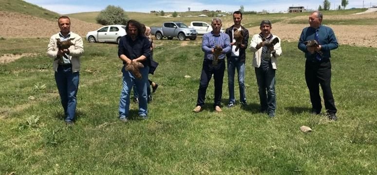 Tedavileri tamamlanan kuşlar doğaya bırakıldı