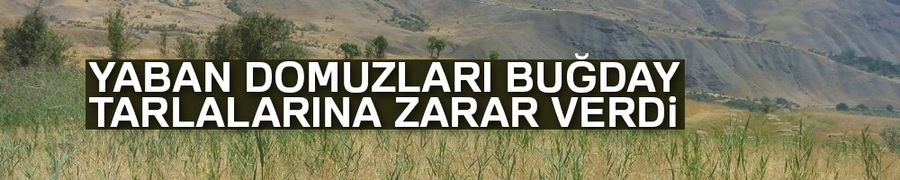 Yaban domuzları buğday tarlalarına zarar verdi