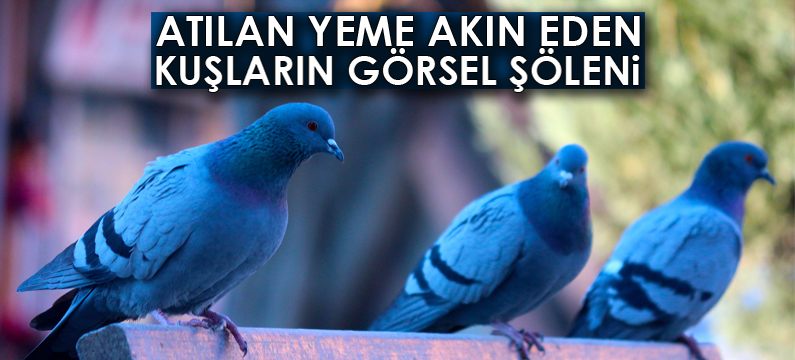 Atılan yeme akın eden kuşların görsel şöleni